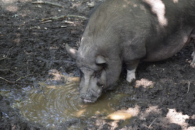 观赏价值 观赏价值